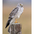 Male Northern Harrier