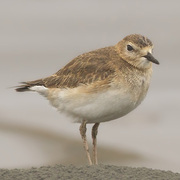 Winter plumage Winter plumage