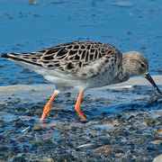 Female breeding plumage